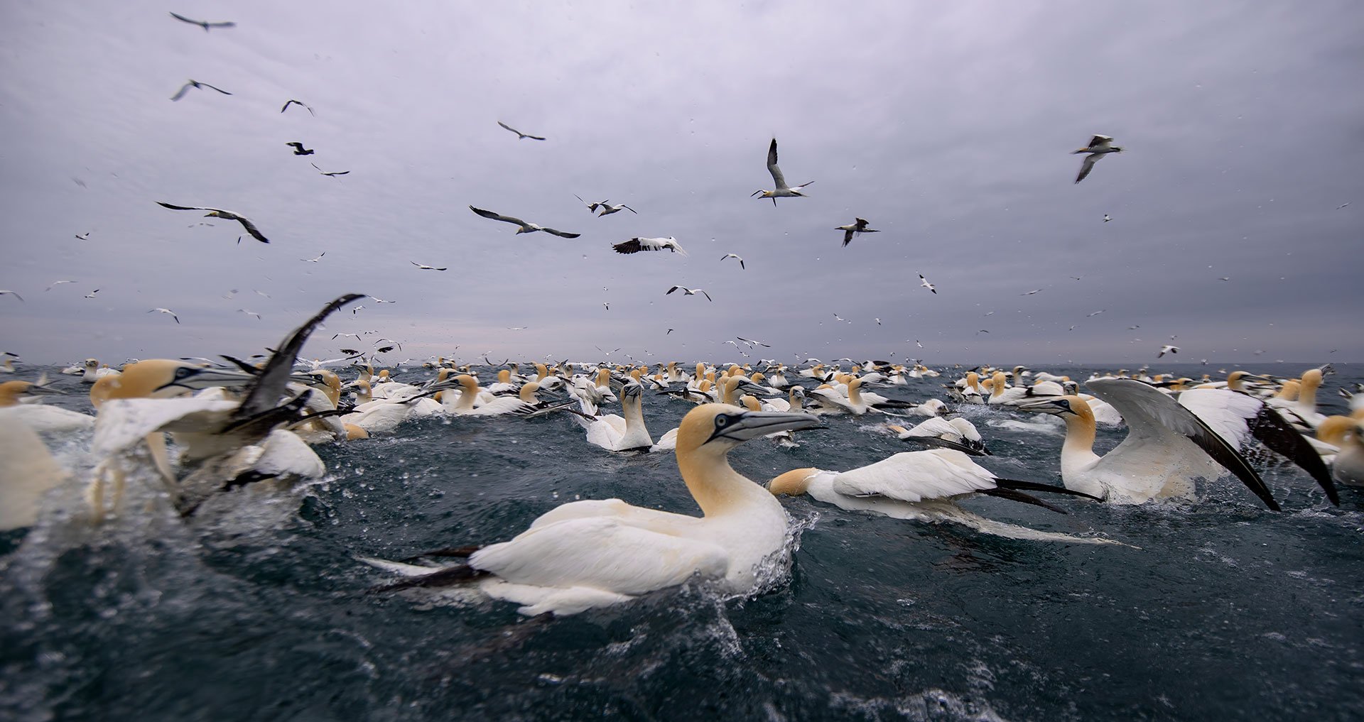 Northern gannet split-level shot at the surface
